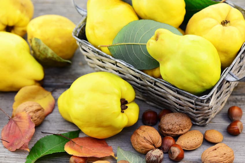 Gelbe Quitten im Korb mit Nüssen und Herbstlaub