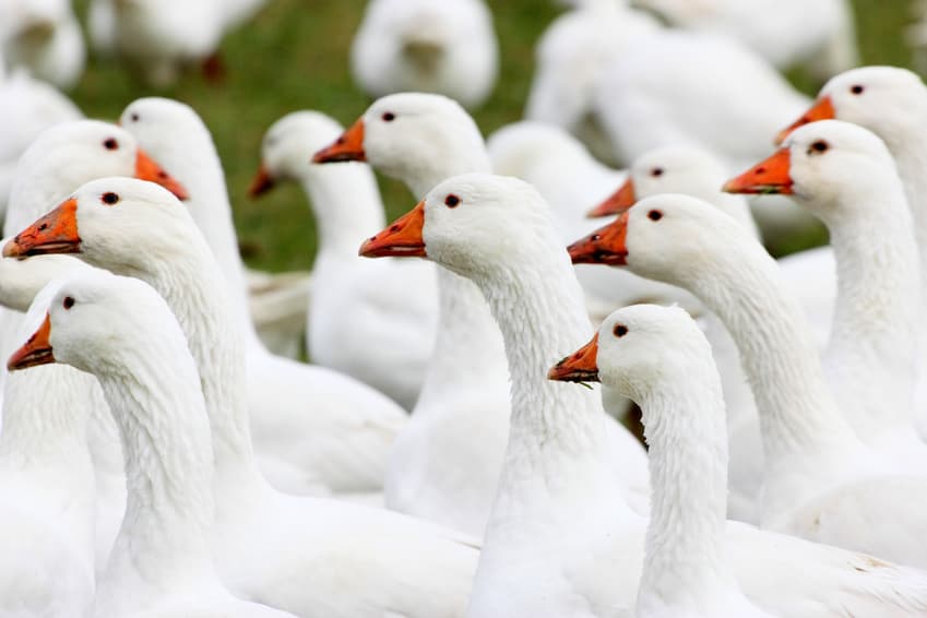 Herde weißer Gänse mit orangefarbenen Schnäbeln